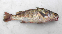 Image of Paralonchurus peruanus (Peruvian banded croaker)