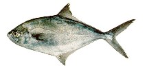 Image of Parona signata (Parona leatherjacket)