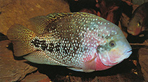 Image of Vieja melanura (Redhead cichlid)
