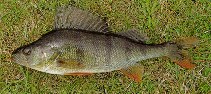 Image of Perca fluviatilis (European perch)