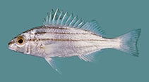 Image of Pelates quadrilineatus (Fourlined terapon)