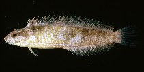 Image of Petroscirtes variabilis (Variable sabretooth blenny)