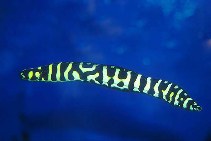 Image of Pholidichthys leucotaenia (Convict blenny)