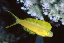 Image of Plagiotremus laudandus (Bicolour fangblenny)