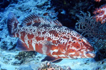 Image of Plectropomus pessuliferus (Roving coralgrouper)