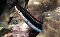 Image of Plagiotremus rhinorhynchos (Bluestriped fangblenny)