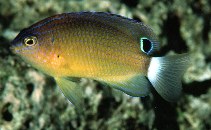 Image of Pomacentrus bankanensis (Speckled damselfish)