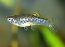 Image of Poecilia caucana 