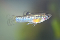 Image of Poecilia caucana 