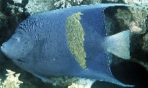 Image of Pomacanthus maculosus (Yellowbar angelfish)