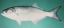 Image of Pomatomus saltatrix (Bluefish)