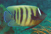 Image of Pomacanthus sexstriatus (Sixbar angelfish)