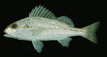 Image of Pomadasys stridens (Striped piggy)