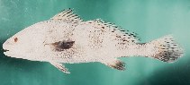 Image of Protonibea diacanthus (Blackspotted croaker)