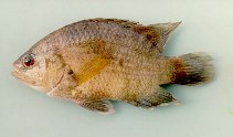 Image of Pristolepis fasciata (Malayan leaffish)