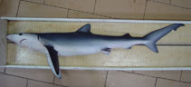 Image of Prionace glauca (Blue shark)