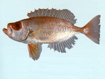 Image of Priacanthus macracanthus (Red bigeye)