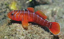 Image of Priolepis profunda (Narrowbar reefgobby)