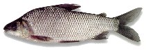 Image of Prochilodus reticulatus (Netted prochilod)