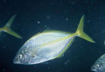 Image of Pseudocaranx dentex (White trevally)