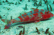 Image of Pseudupeneus prayensis (West African goatfish)