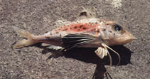 Image of Pterygotrigla hemisticta (Blackspotted gurnard)