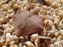 Image of Raja brachyura (Blonde ray)