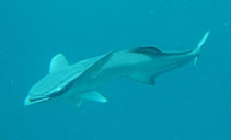 Image of Echeneis naucrates (Live sharksucker)