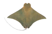 Image of Rhinoptera javanica (Flapnose ray)