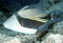 Image of Rhinecanthus rectangulus (Wedge-tail triggerfish)