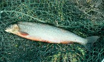 Image of Salvelinus alpinus alpinus (Arctic char)