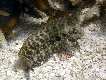 Image of Salarias ceramensis (Seram blenny)