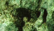 Image of Salarias guttatus (Breast-spot blenny)