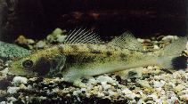 Image of Sander lucioperca (Pike-perch)