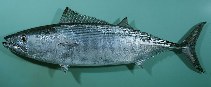 Image of Sarda orientalis (Striped bonito)