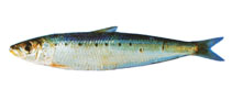 Image of Sardinops sagax (South American pilchard)