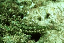 Image of Salarias sinuosus (Fringelip blenny)