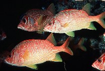 Image of Sargocentron spiniferum (Sabre squirrelfish)