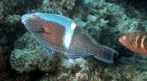 Image of Scarus schlegeli (Yellowband parrotfish)