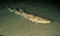 Image of Scyliorhinus stellaris (Nursehound)