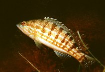 Image of Serranus cabrilla (Comber)