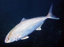 Image of Seriola dumerili (Greater amberjack)