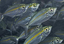 Image of Selaroides leptolepis (Yellowstripe scad)