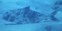 Image of Seriolina nigrofasciata (Blackbanded trevally)