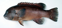 Image of Semicossyphus reticulatus 