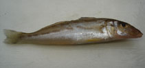 Image of Sillago aeolus (Oriental sillago)