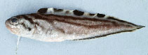 Image of Sirembo jerdoni (Brown-banded cusk-eel)