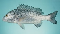 Image of Sparidentex hasta (Sobaity seabream)