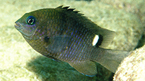 Image of Stegastes albifasciatus (Whitebar gregory)