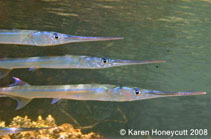 Image of Strongylura incisa (Reef needlefish)